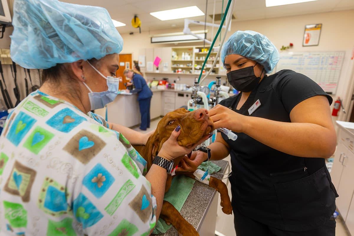 Veterinary students working on a dog during clinicals